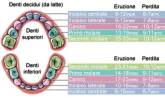 schema dentizione