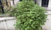 Pianta di citronella